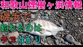 03-22　煙樹ヶ浜釣り情報・取材編【第1006回】 磯浜で釣れるのは#チヌばかり ＃遠投カゴ釣り #和歌山釣り #煙樹ヶ浜