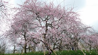 和泉リサイクル環境公園の梅林園（２０１９年２月２０日）動画