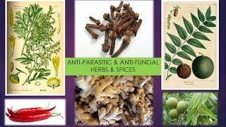 Anti-Parasitic - Anti-Fungal Herbs & Spices