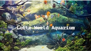 Korea Vlog | Explore Lotte World Aquarium in Seoul | เที่ยวเกาหลี | พาไปชมน้องสัตว์น้ำ 🪼🐠🦭🦈