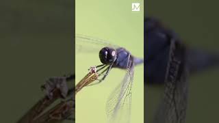 Thumbi 📸❤️ #macrophotography #nature #macro #wildlife #microphotography #insect #dragonfly