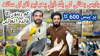 Haris Bhai ki kam price delay big birds milega sasti market@MultanPets