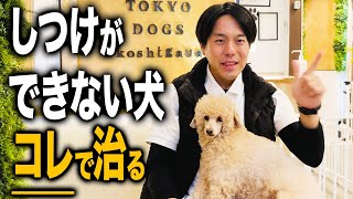 愛犬のしつけの問題で悩んでいる人はみてください【ドッグトレーナー解説】