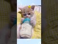 【癒しの動物】哺乳瓶でちゅぱちゅぱミルクを飲む子猫ちゃん