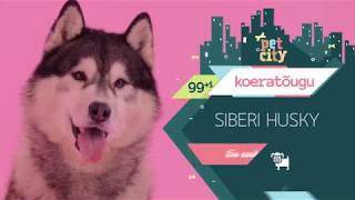 Siberi Husky | PetCity 100 koeratõugu