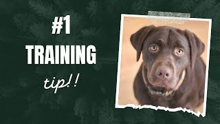 Unlock Your Dog's Potential with This Essential Training Tip! 🐾🎓