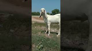 pure Gulabi rajanpuri breed Makhi Cheeni