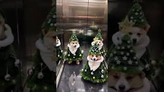 🎄🐶 Новорічні собаки – святковий настрій у кожному кадрі! ✨#новийрік #собаки