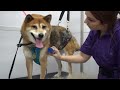 performing an exorcism or bathing a shiba inu