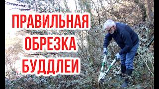 Correct pruning of Buddleja davidii / Igor Bilevich