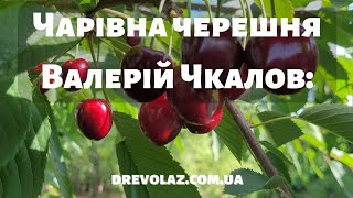 Чарівна черешня Валерій Чкалов: дивовижна краса та неперевершений смак