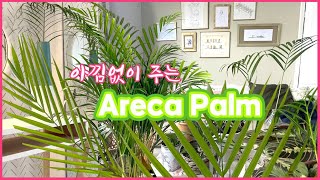 아레카야자 풍성하게 즐기기_물주기/컷팅 수경/새순관리_플랜테리어  팁_The giving Areca Palm_리샤인_ReShine