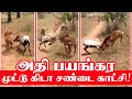 Keda Muttu | Keda Sandai 💪⚔️🗡️ | Keda | Goat Fight in Tamil | Goat Fight 🐏| கிடா சண்டை | iKey Pets 🐏