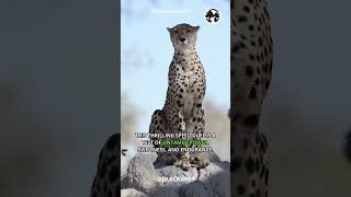 A High Speed Clash Between A Cheetah And A Greyhound #shortvideo