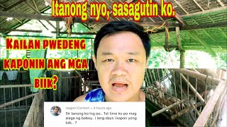 Kailan dapat i kapon ang mga alagang biik | Ryan Patenio