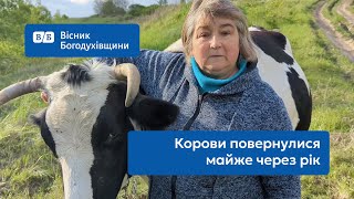 Корови повертаються додому...