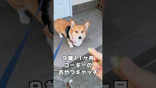 コーギー、おやつキャッチ６回中何回成功するか #コーギー #コーギー犬 #いぬのいる暮らし #corgi