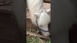 青夏●ほっかいどうわしゅ・北海道和種・マリモちゃん・沖縄こどもの国・・・Hokkaido_Japanese_horse・Okinawa Zoo \u0026 Museum(20230812)