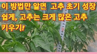 이 방법만 알면 고추 초기 성장 쉽게, 고추는 크게  많은 고추 수확하는 재배 꿀팁!(농사의신)