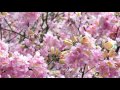 醉人風鈴 － 葵芳粉紅花風鈴木 tabebuia rosea@kwai fong