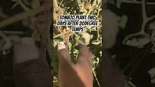 Tomato plant damaged after 20 degree temperature #myveggiegarden #tomato #veggiegarden