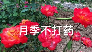 田园老赵的月季花被虫子咬成这样了，光杆司令的效果