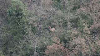 Hoy nos regalamos con una jornada registrando en el área de caza silvestre.