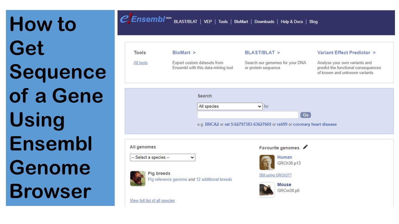 How To Get Sequence Of A Gene Using Ensembl Genome Browser - YouTube