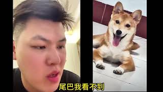 来看看你家小柴犬出镜了没有 没有的话抓紧发出来吧 #柴犬鉴定