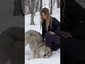 HUGE WOLF interaction in NORWAY