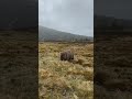 Cute wombat at cradle mountain Tasmania