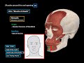 muscles of facial expression parts origin insertion function