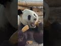 💖粉丝专属 大大的鸡腿笋！🐼萌兰 大熊猫 ＃pandas being cute