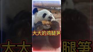 💖粉丝专属:大大的鸡腿笋！🐼萌兰 #大熊猫 ＃pandas being cute