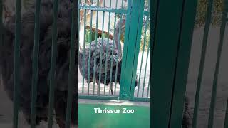 Ostrich in Thrissur Zoo #zoo #thrissur #trending