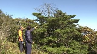 한반도 고유 침엽수종 '말라죽어 간다' / YTN 사이언스