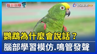 鸚鵡為什麼會說話？ 腦部學習模仿.鳴管發聲【發現科學】