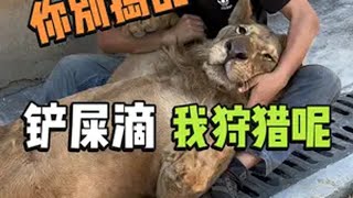 小狮子：你是我狩猎路上最大的阻碍神奇动物在抖音 动物的迷惑行为 小动物们能有多治愈 动物成精系列 猫科动物