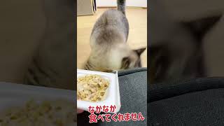 猫に納豆あげました