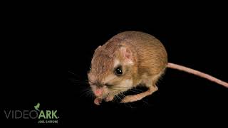 Federally endangered San Bernardino kangaroo rat (Dipodymys merriami parvus) in California.