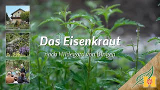 Das Eisenkraut bei Hildegard von Bingen