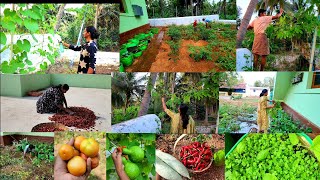 அந்தி மழை பொழிகிறது  ஒவ்வொரு செடியிலும் காய் தெரிகிறது🌿Vegetable garden work🍐மிளகாய் அறுவடை🌶Harvest