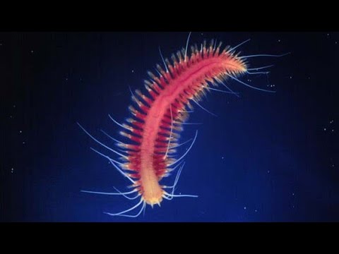 Facts: Methane Ice Worms - YouTube