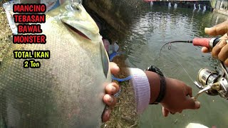 Mancing tebasan bawal monster | total ikan 2 ton