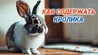 Декоративные кролики - уход и содержание. Как ухаживать за кроликом в домашних условиях