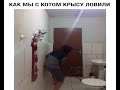 Как мы с котом крысу ловили