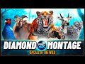 Diamond & Rare Montage | 30+ trophies | theHunter Call of the Wild