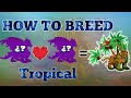 How To Breed Tropical Dragon || Dragon City