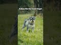 we do love our dogs dogphotography dogsofyoutube dogphotographer dogphotos miniatureschnauzer