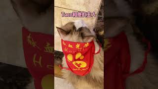 稳住，我们能赢！ #好运 #关爱流浪猫 #猫瘟